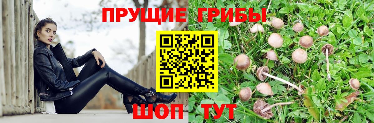 Галлюциногенные грибы Psilocybe Узловая